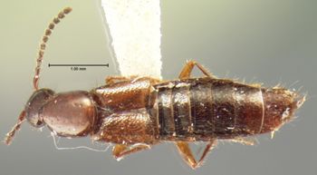 Media type: image;   Entomology 33456 Aspect: habitus dorsal view